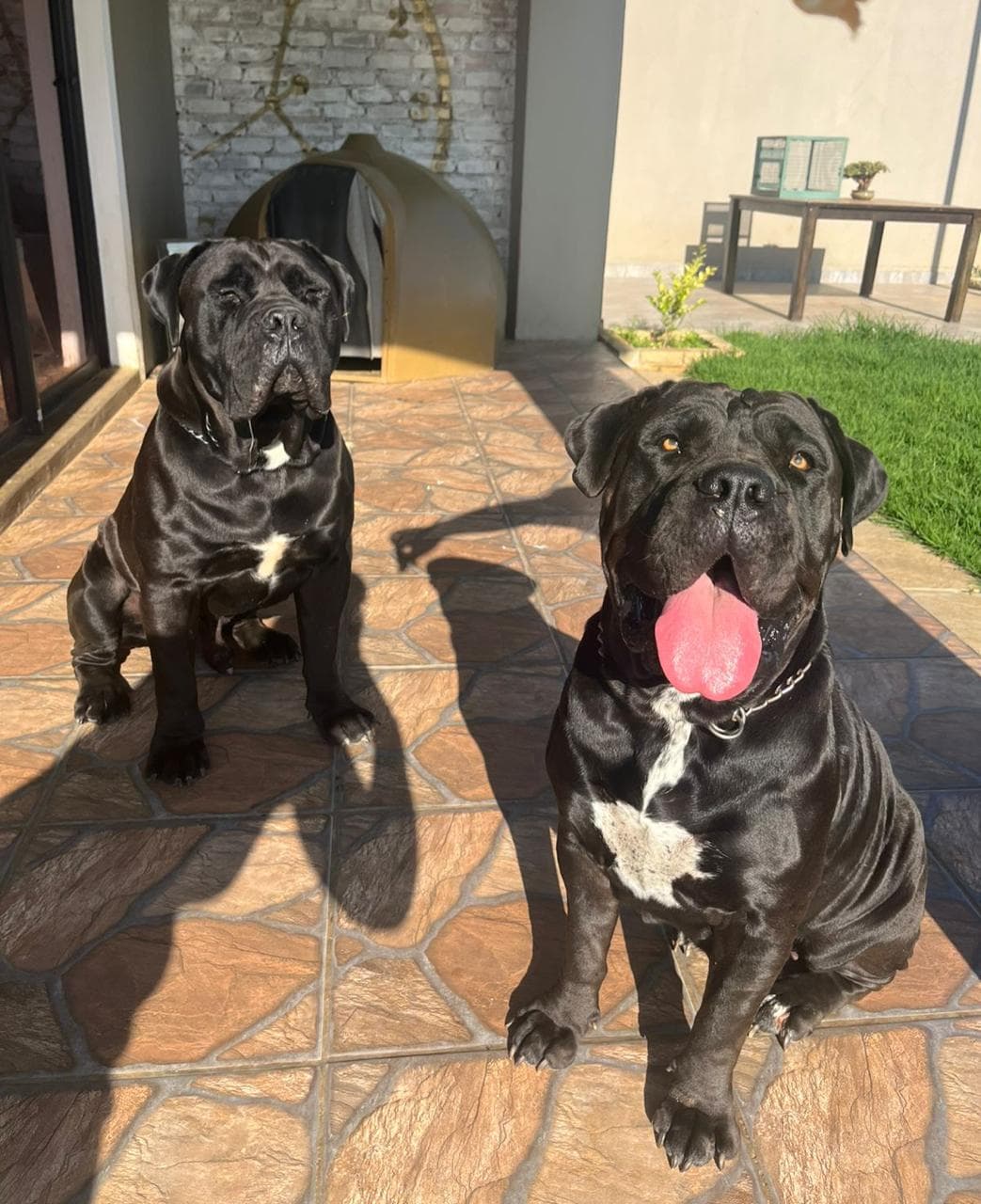 Two Black Mastiffs