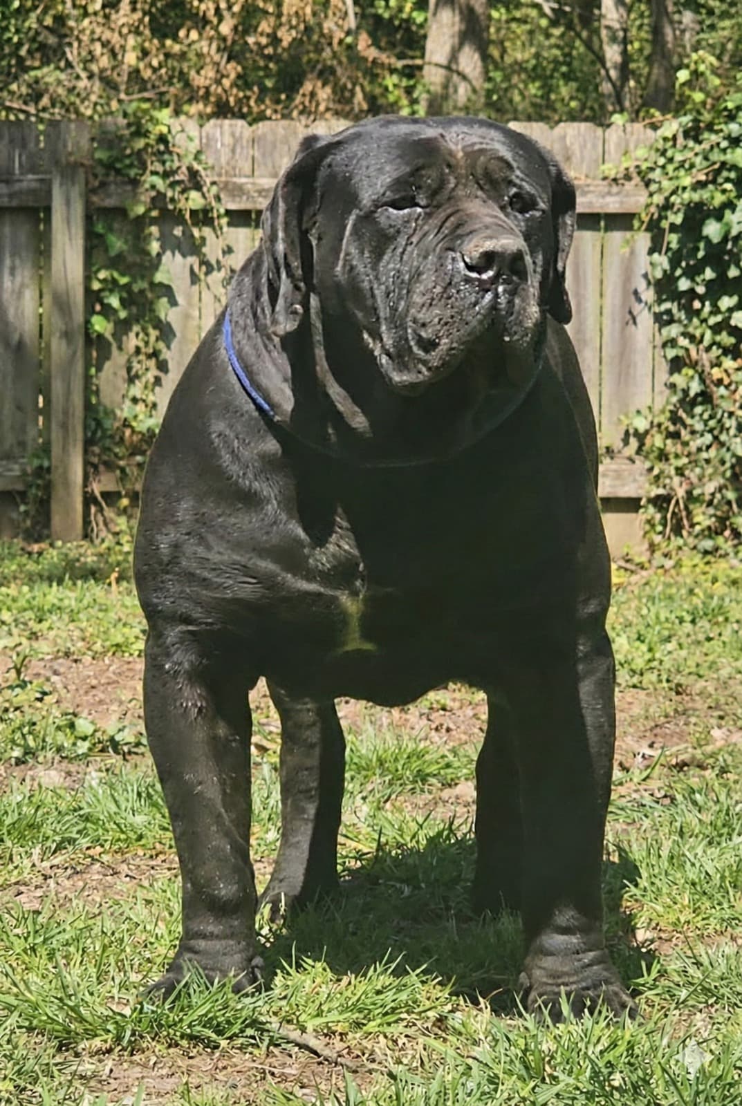 South African Black Mastiff - Heritage breed