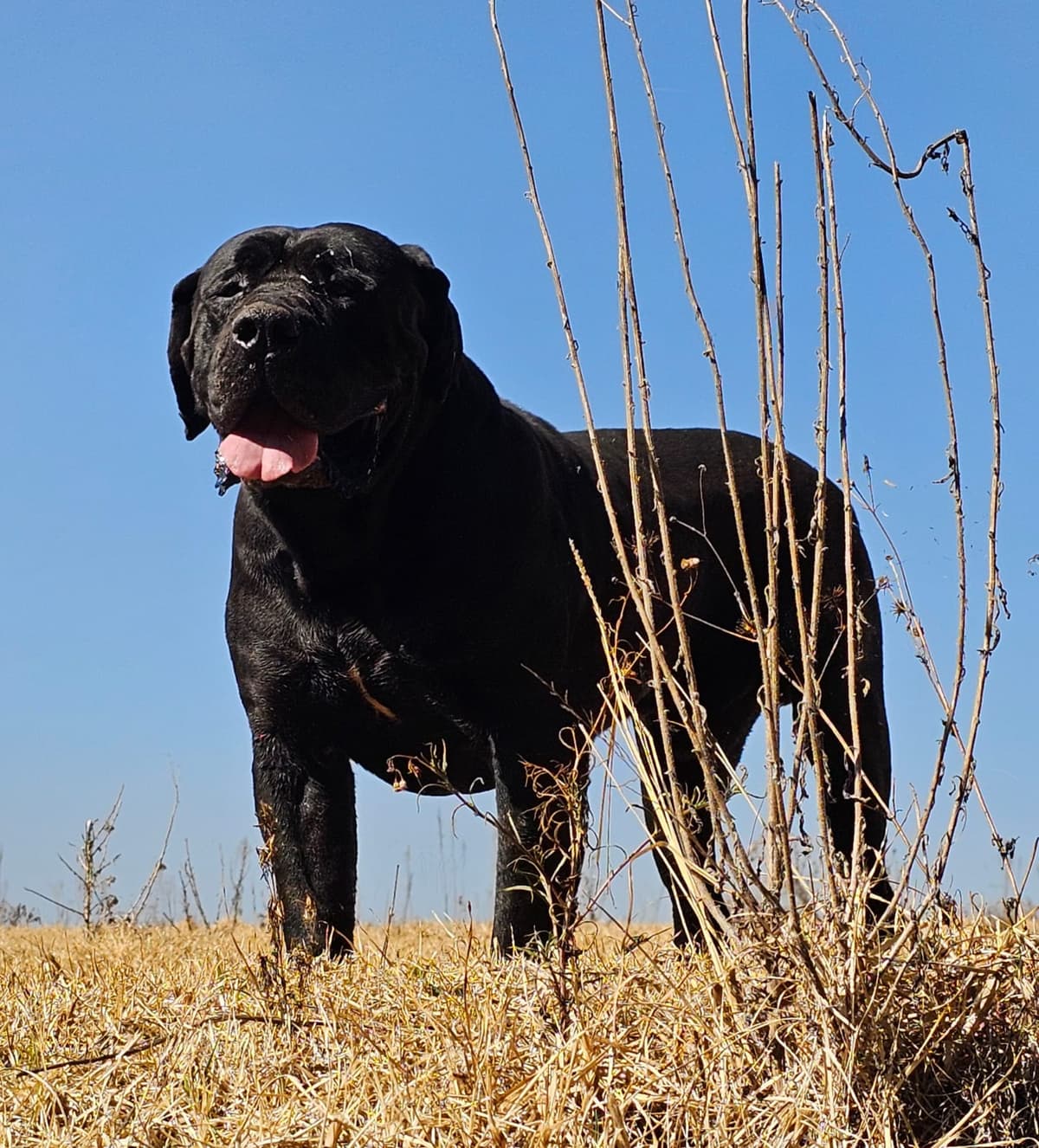 Black Mastiff on hilltop