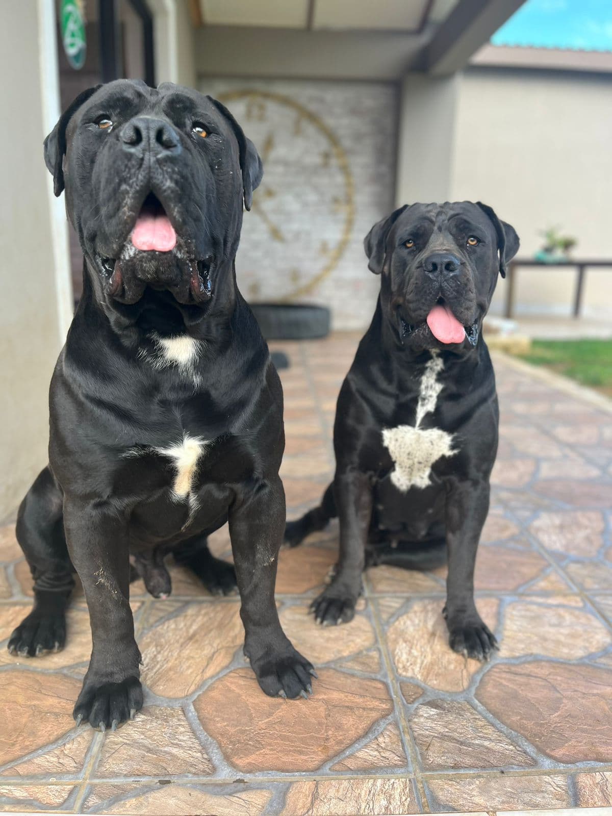 South African Black Mastiff