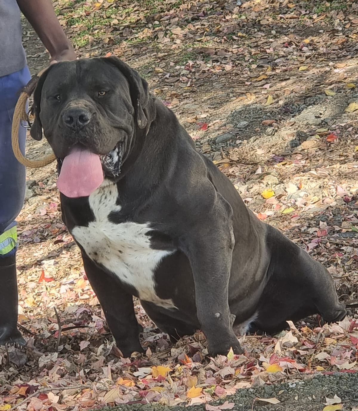 South African Black Mastiff