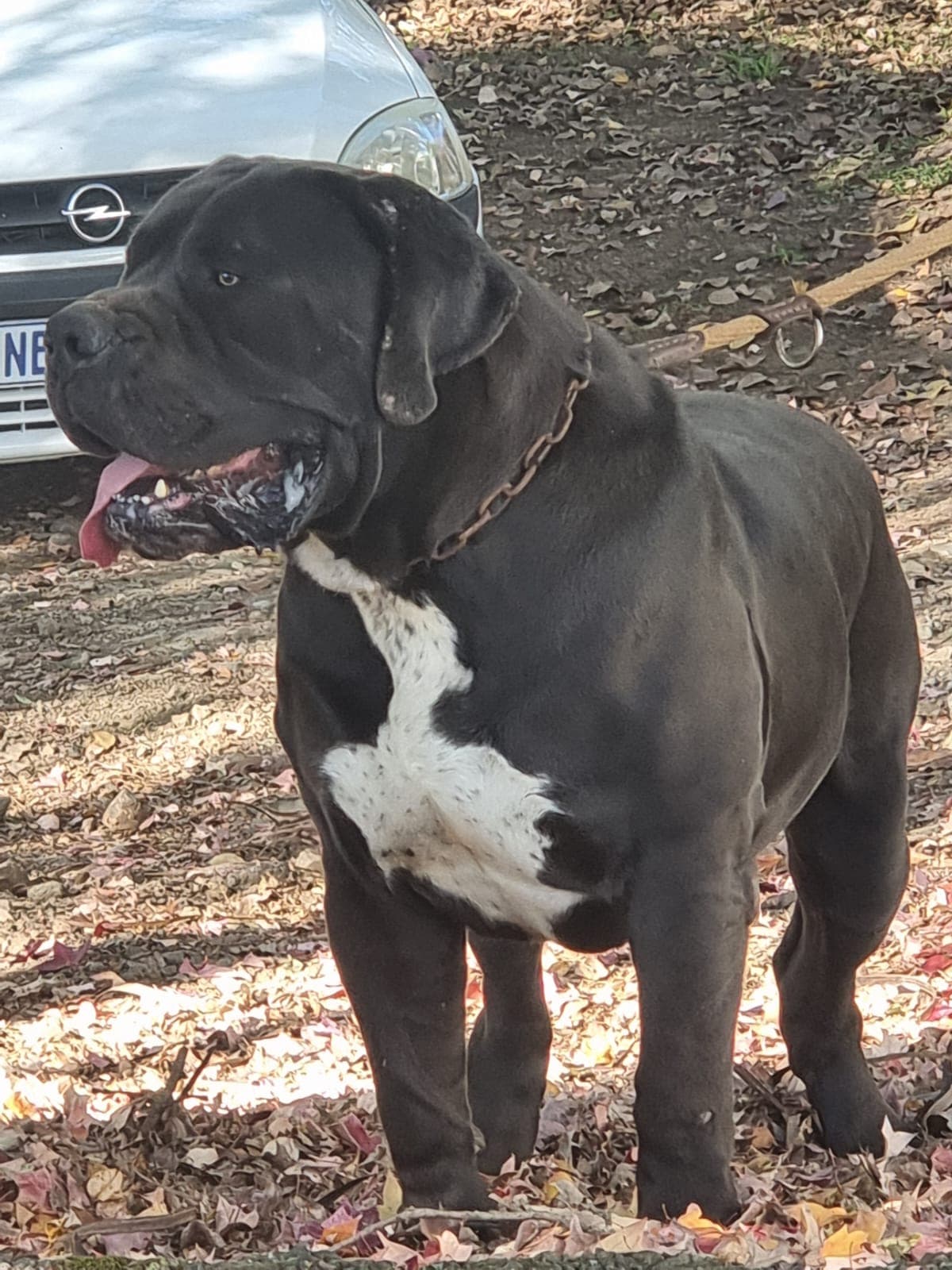 South African Black Mastiff