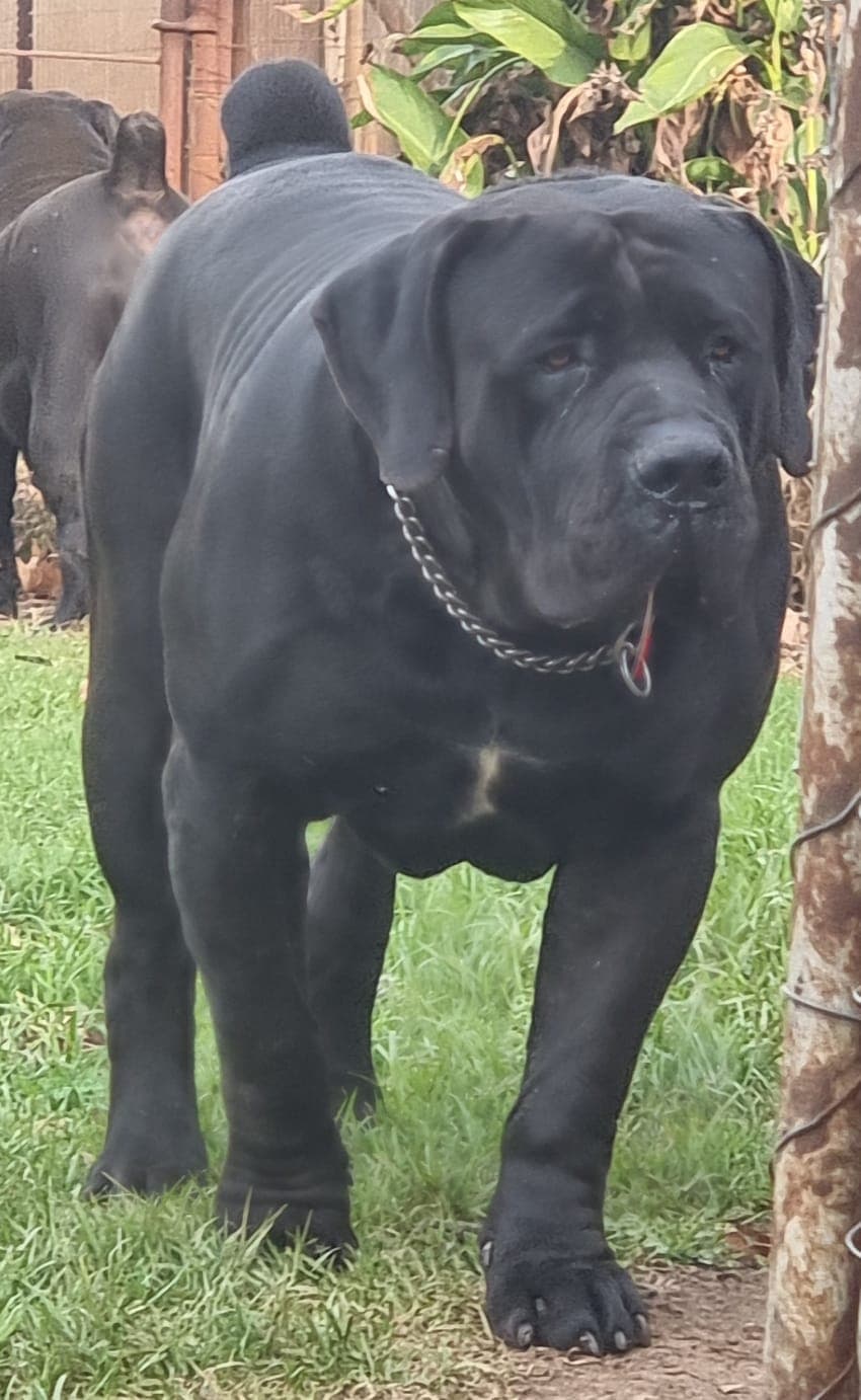 South African Black Mastiff