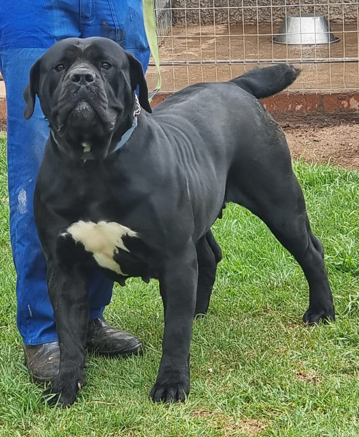 South African Black Mastiff