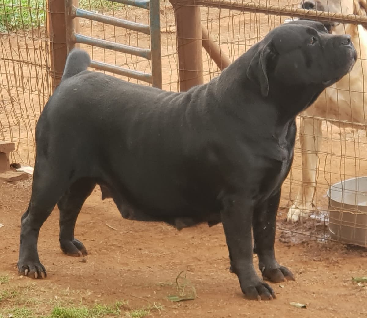 South African Black Mastiff