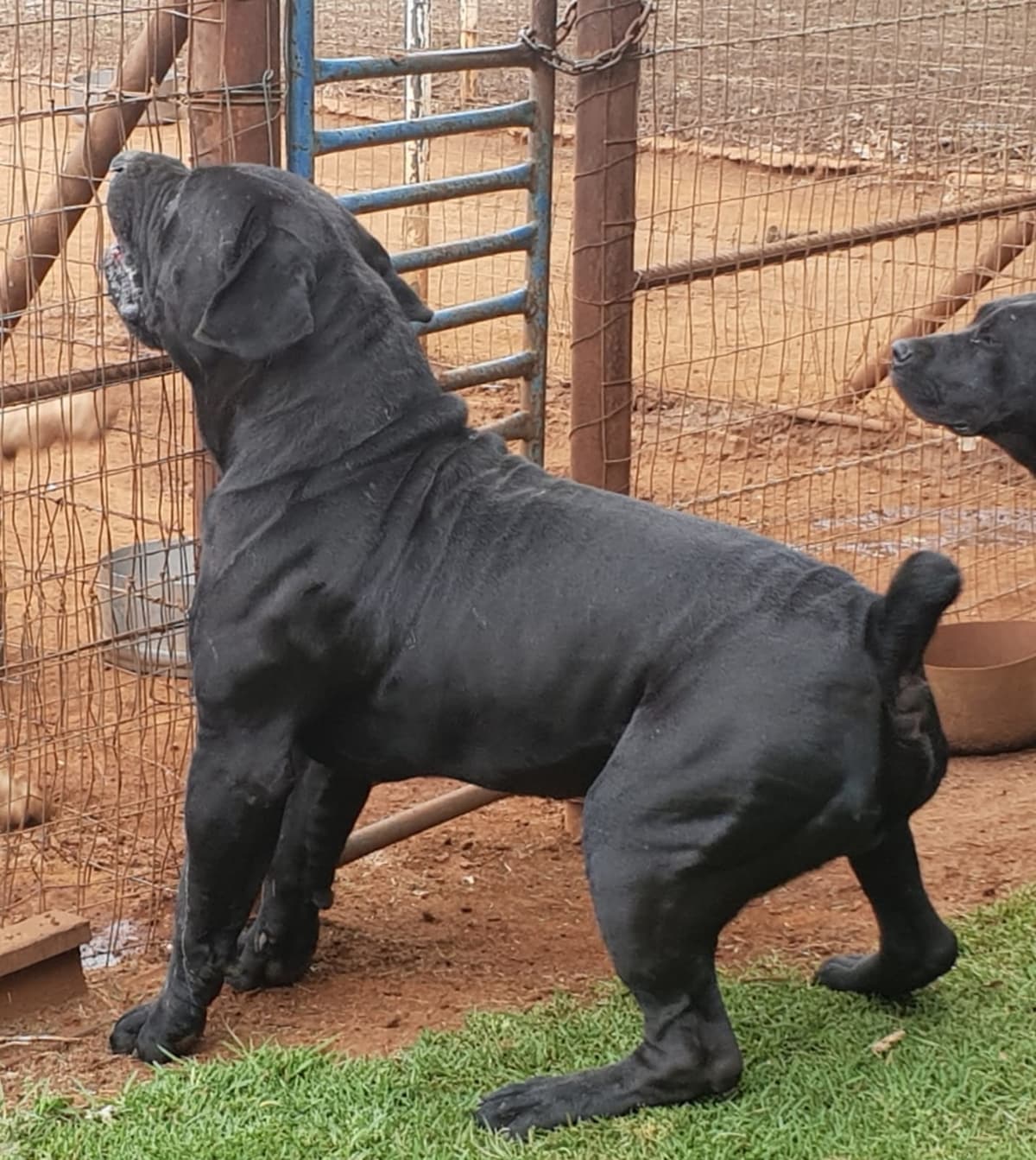 South African Black Mastiff
