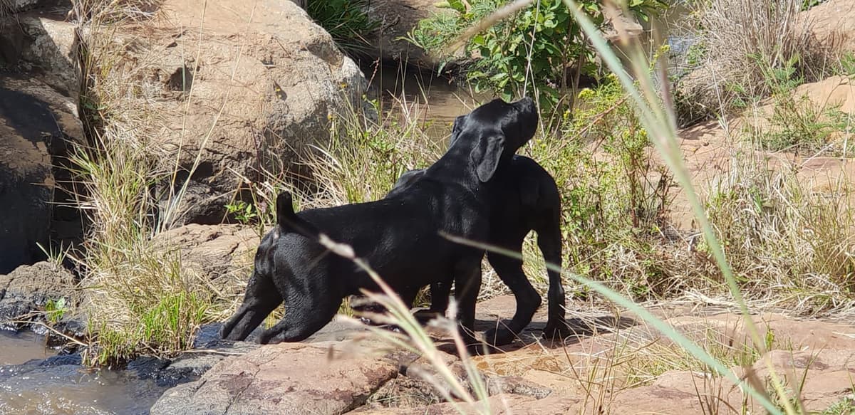 South African Black Mastiff