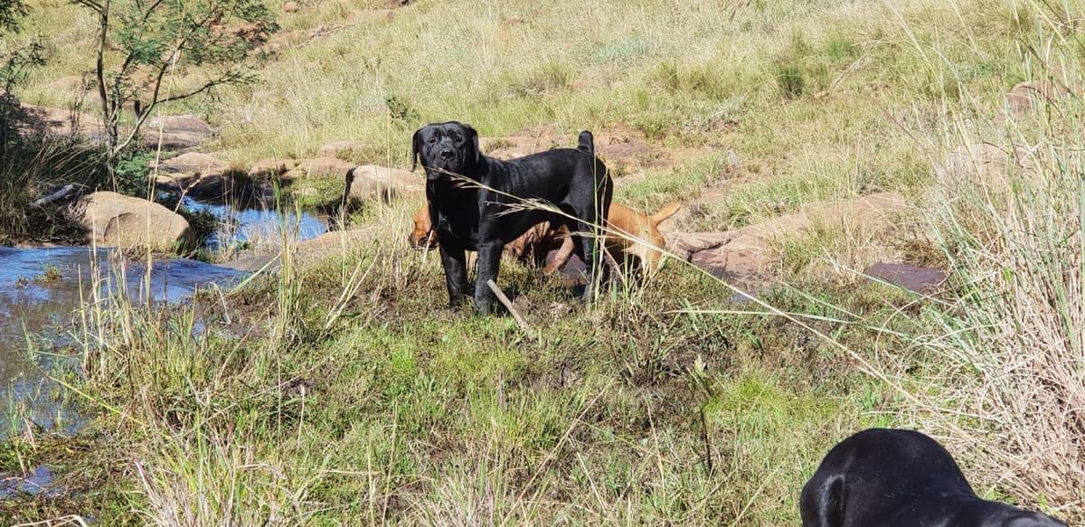 South African Black Mastiff