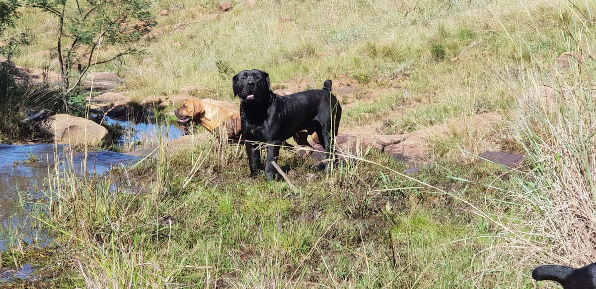 South African Black Mastiff