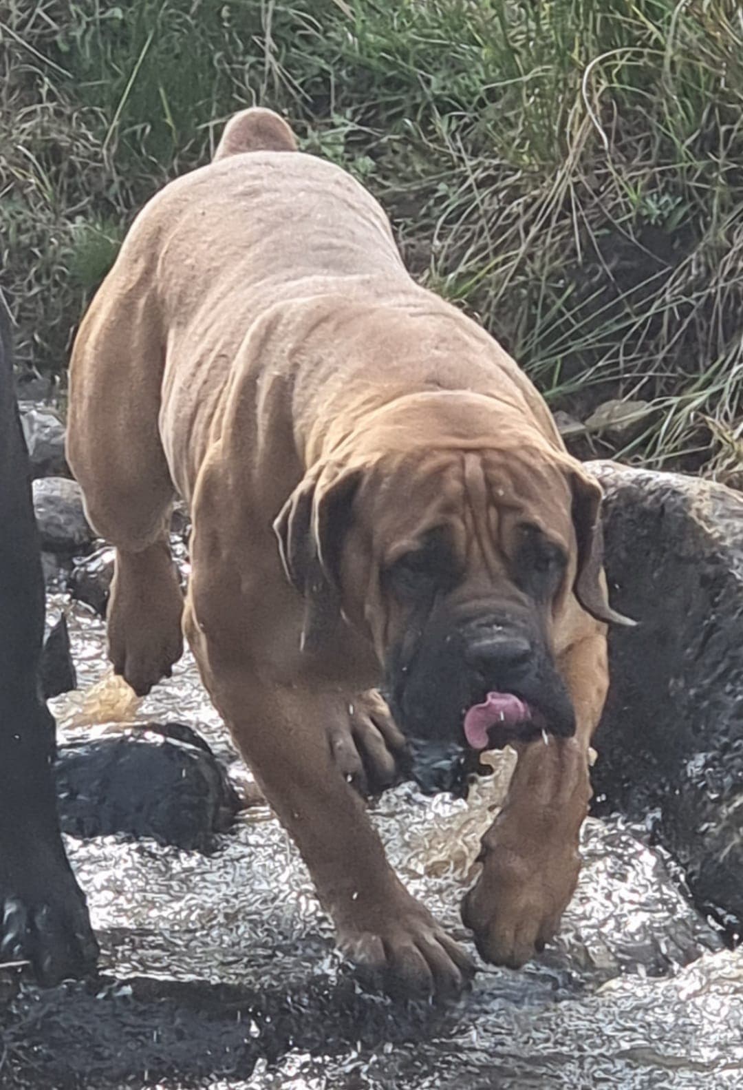 South African Black Mastiff