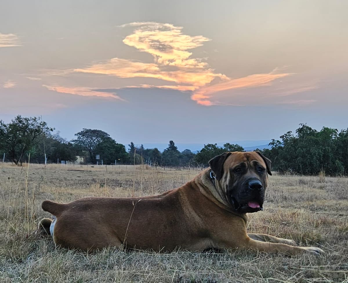 South African Black Mastiff
