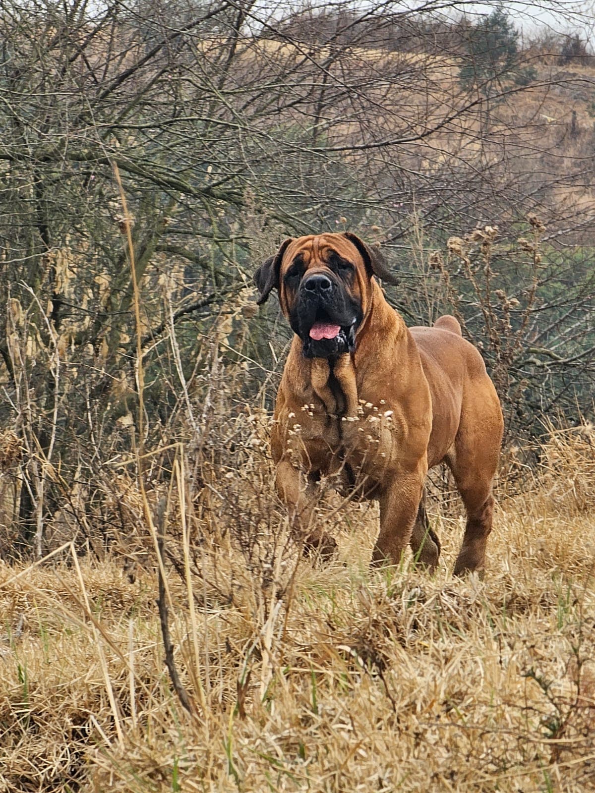 South African Black Mastiff