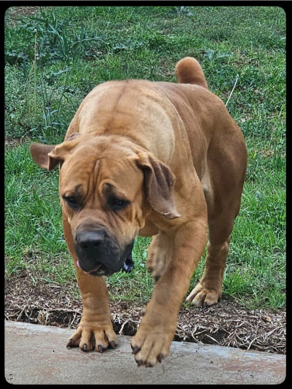 South African Black Mastiff