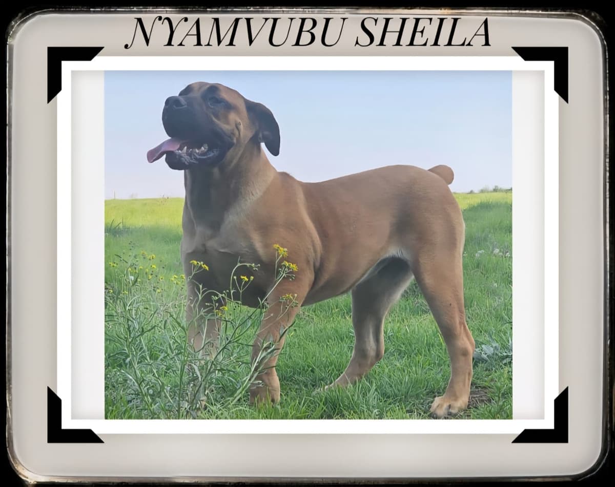 Black Mastiff portrait