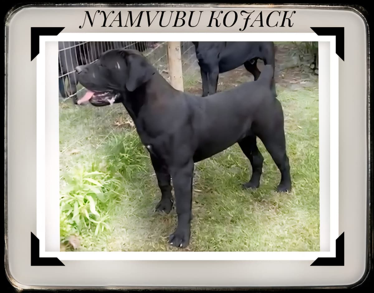 Black Mastiff portrait