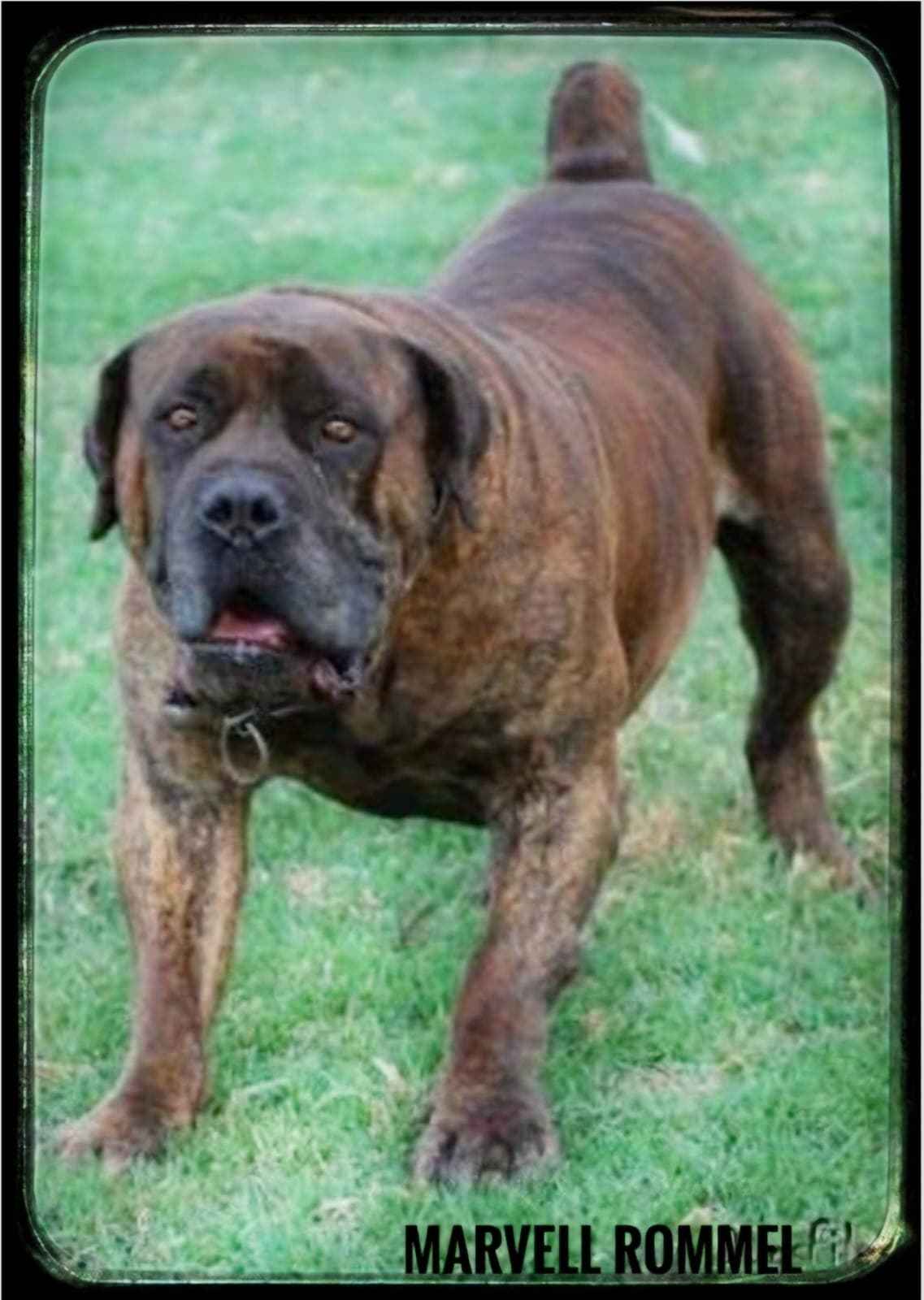 Black Mastiff in show stance