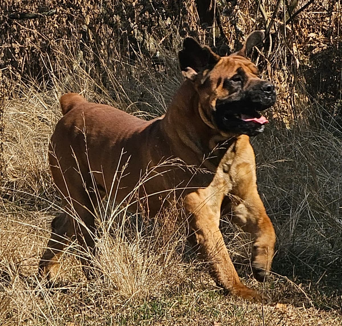 Mastiff running in field