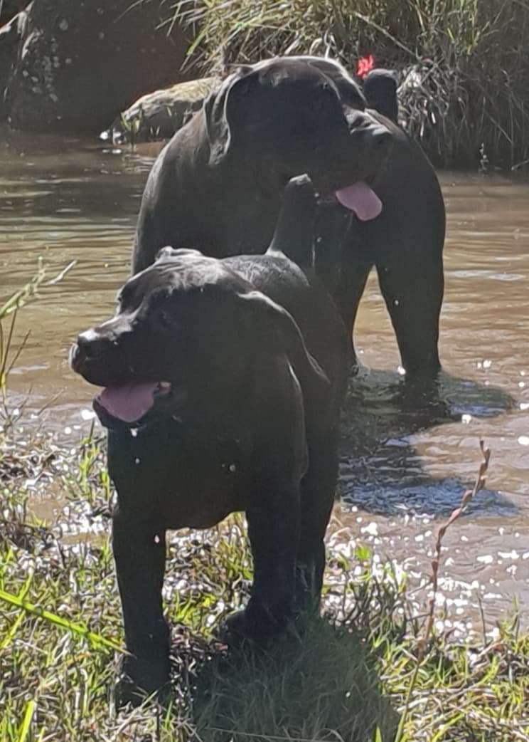South African Black Mastiffs by water