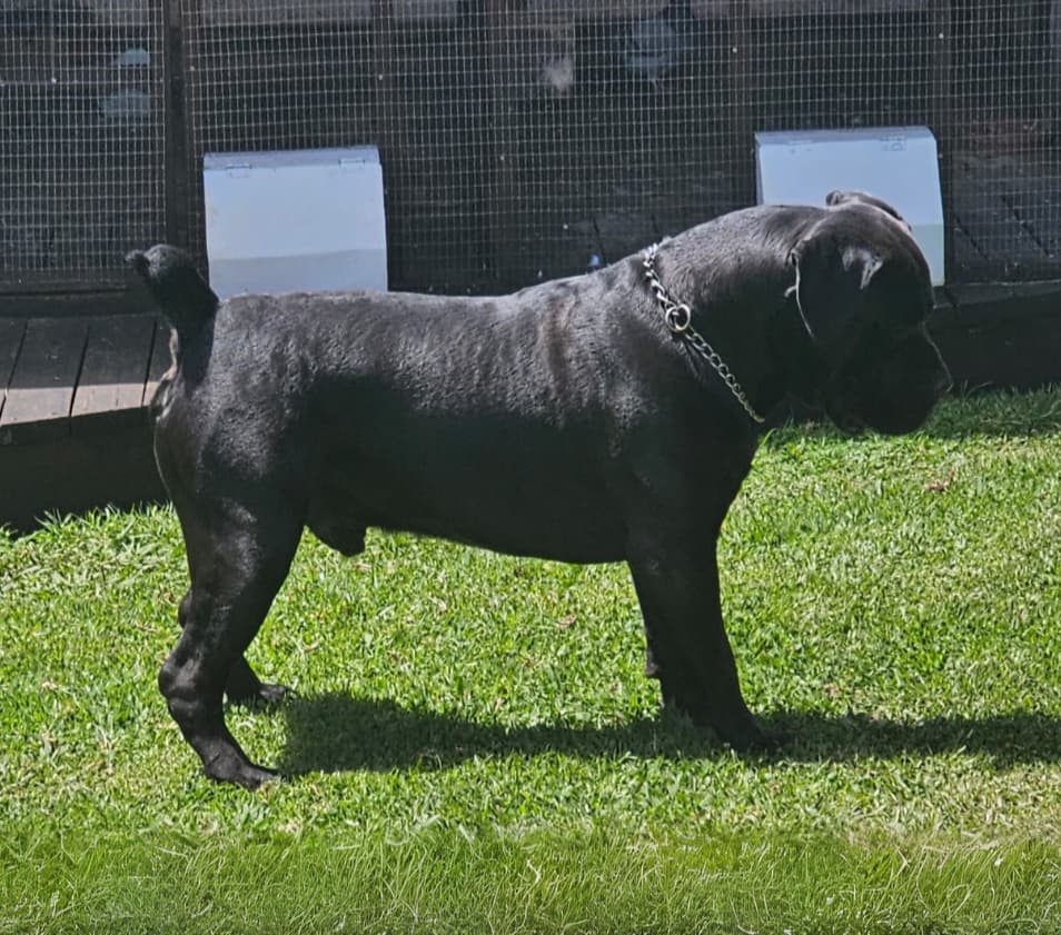 South African Black Mastiff