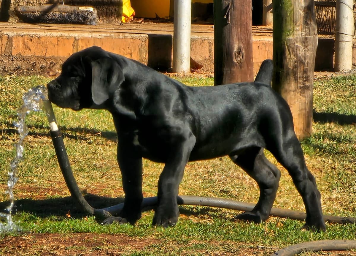 Black Mastiff puppy walking