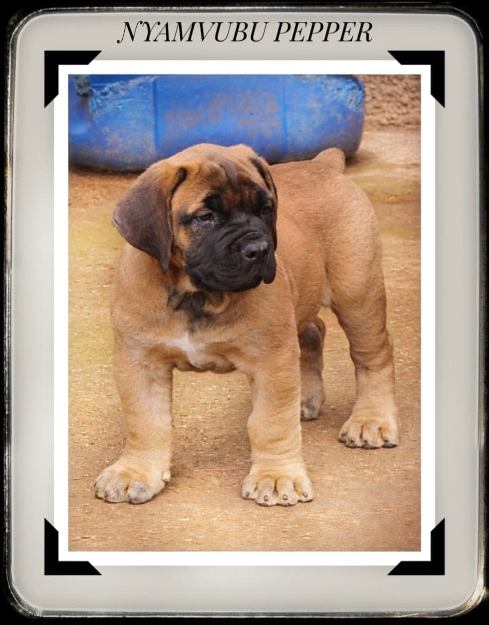 Nyamvubu Pepper puppy