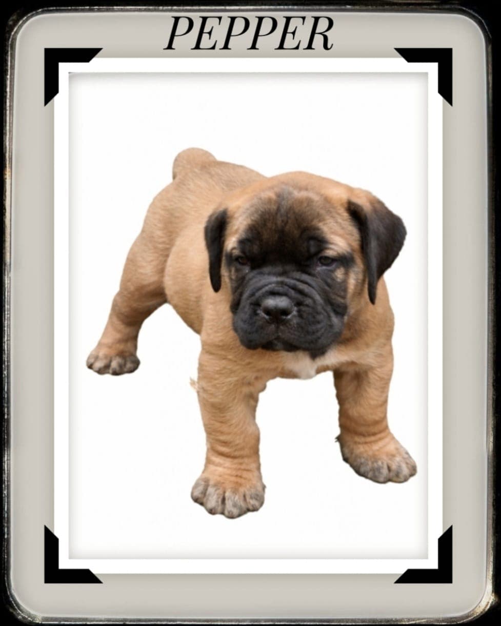 Pepper puppy portrait