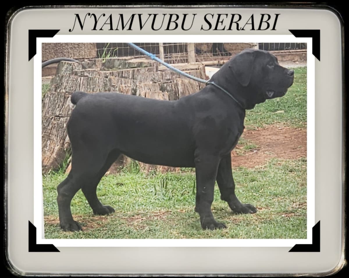 Nyamvubu Serabi - registered stud